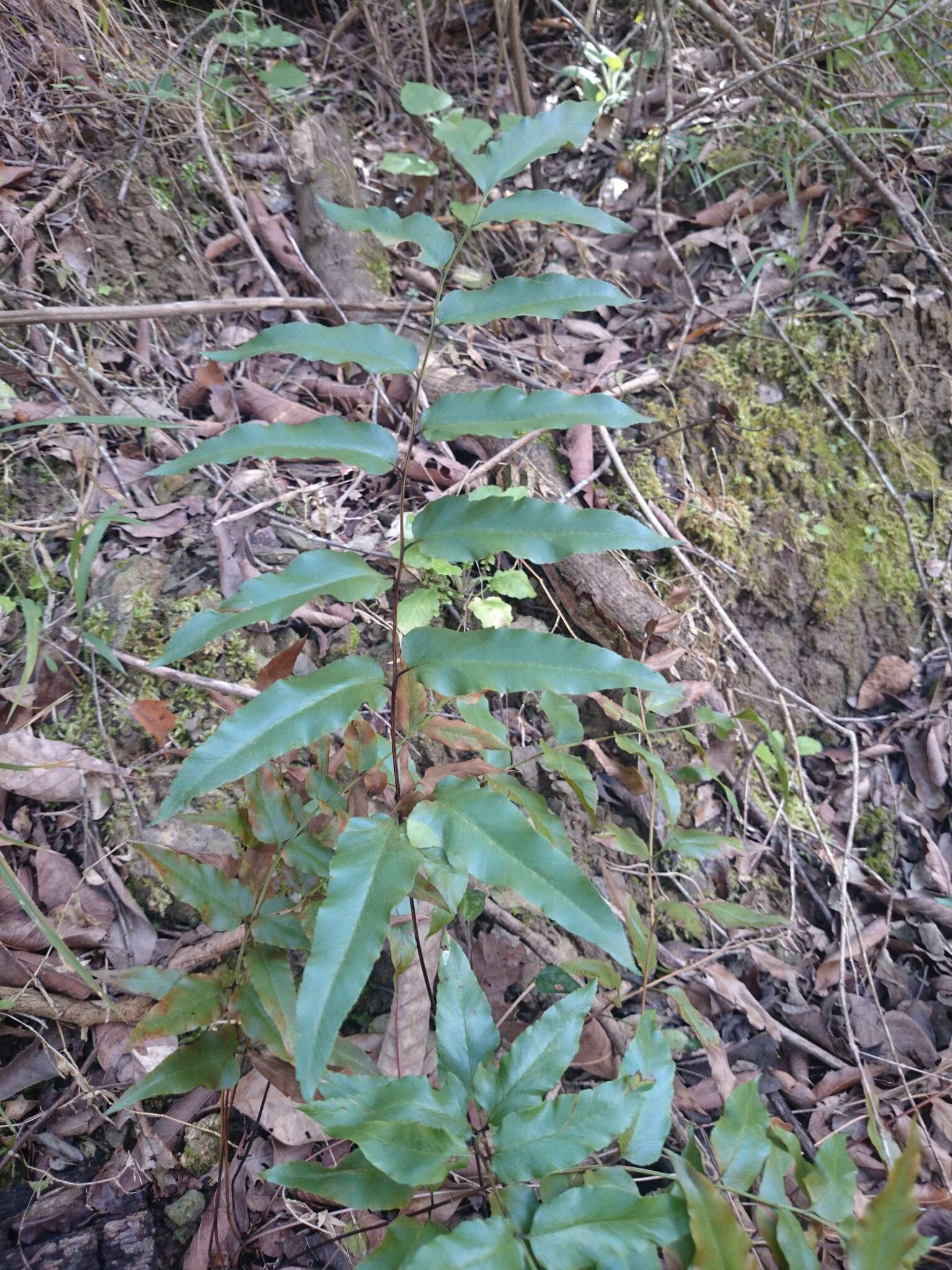 Image of Mexican fern