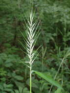 Image de Elymus hystrix var. hystrix