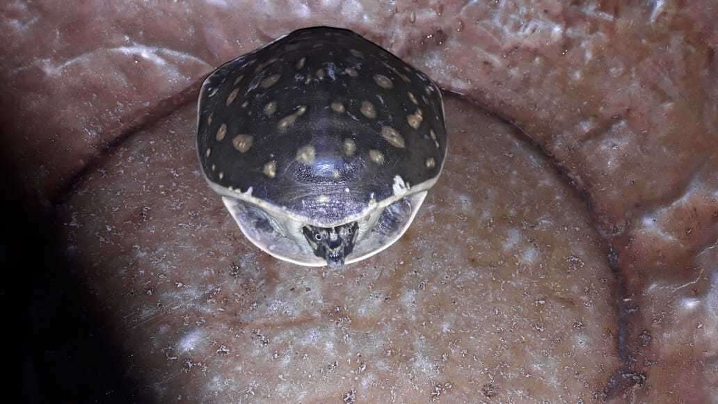 Image of Lissemys punctata andersoni Webb 1980