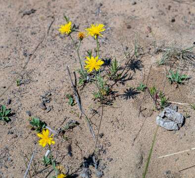 Image of Crepis crocea (Lam.) Babc.