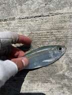 Image of Guiana Herring