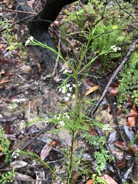 Imagem de Platysace linearifolia (Cav.) C. Norman