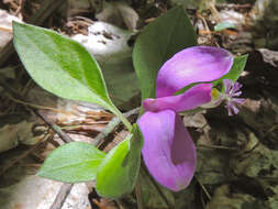 Image de Polygaloides paucifolia (Willd.) J. R. Abbott