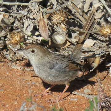 Image of Cisticola subruficapilla namaqua Lynes 1930