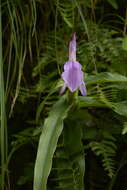 Image of Roscoea purpurea Sm.