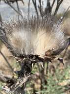 Слика од Cynara cardunculus subsp. flavescens A. Wiklund