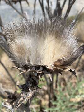 Image of Cynara cardunculus subsp. flavescens A. Wiklund