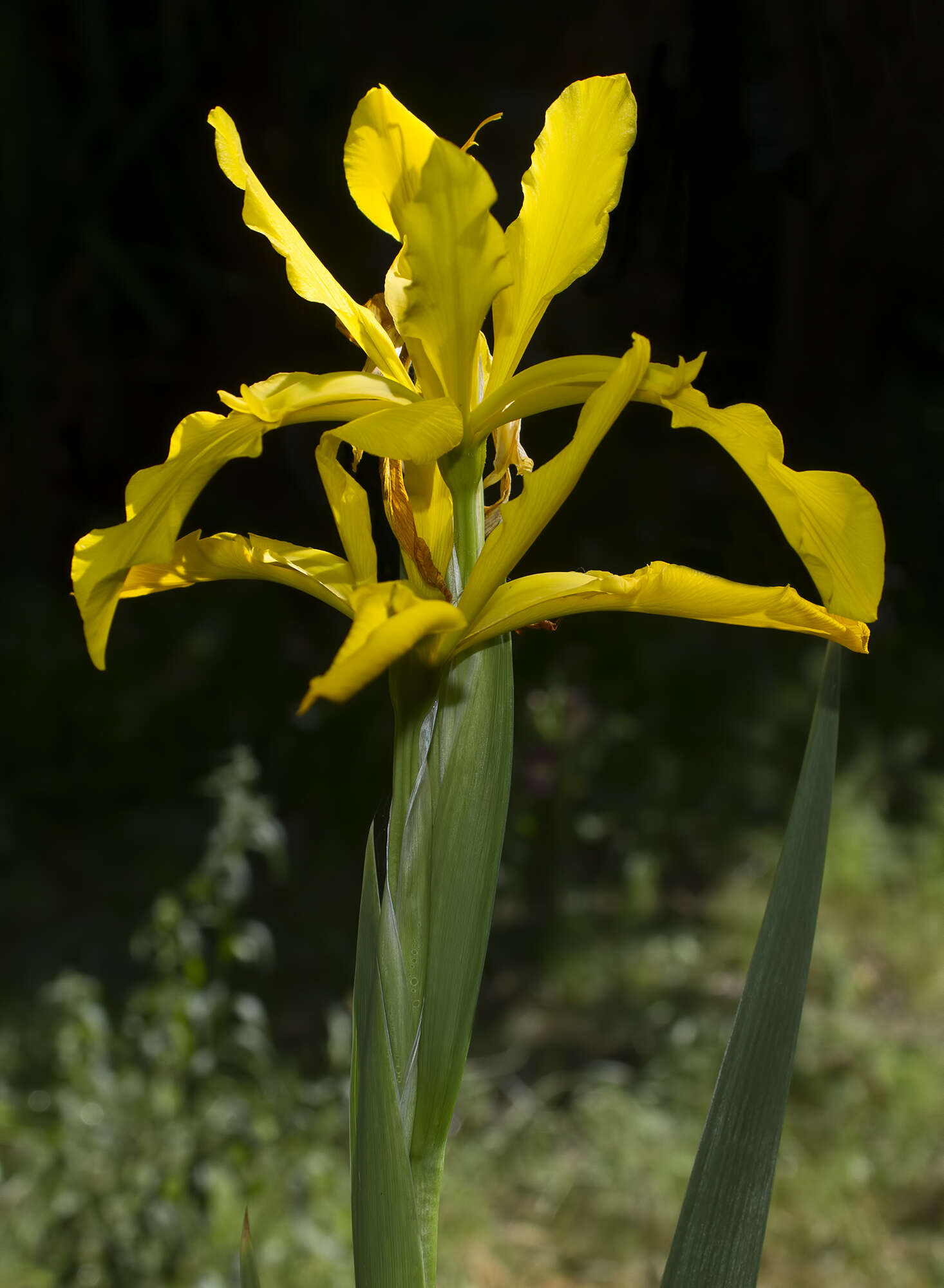 Image of Iris xanthospuria B. Mathew & T. Baytop