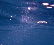 Image of Pacific sea gooseberry