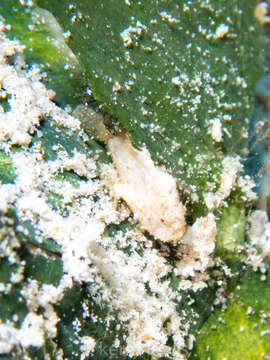 Image of Dwarf Frogfish