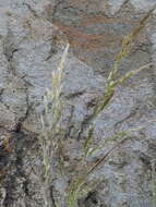 Imagem de Agrostis exarata Trin.