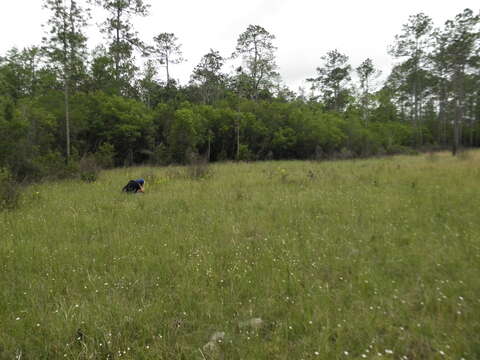 Spiranthes brevilabris var. floridana (Wherry) Luer resmi