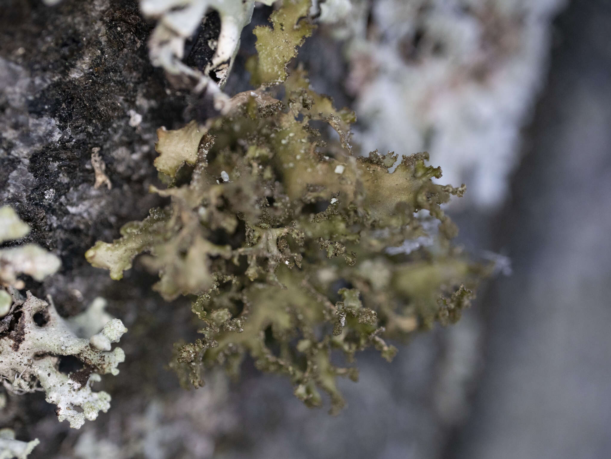 Image of Silver-lined Wrinkle Lichen