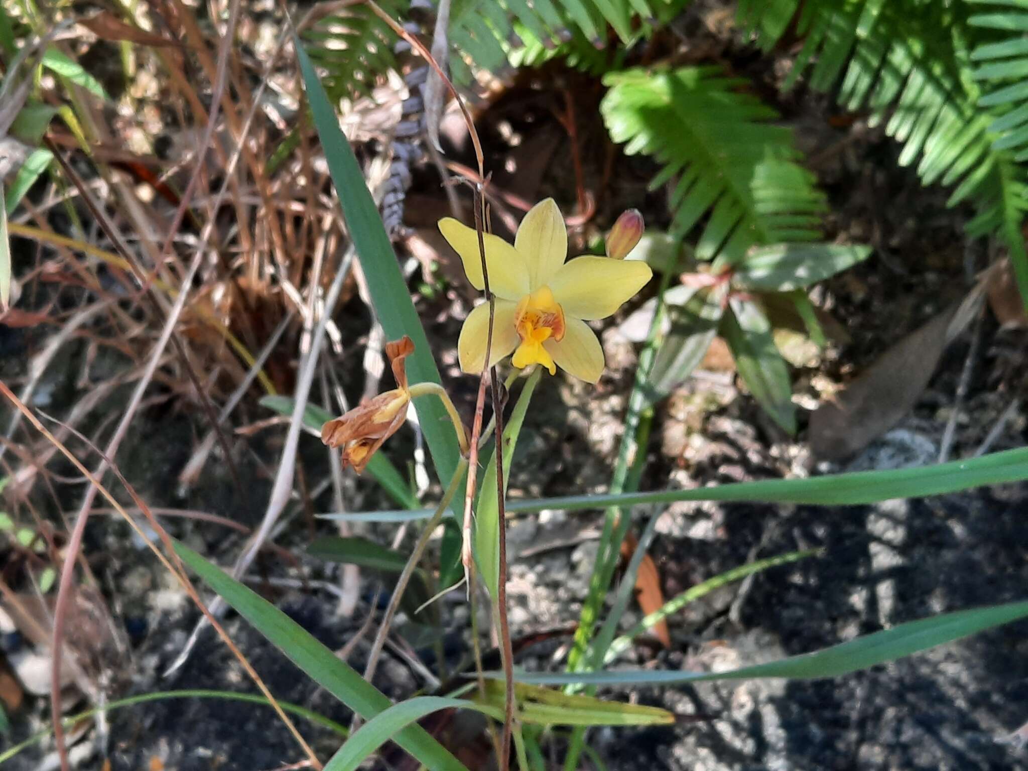 Imagem de Spathoglottis pubescens Lindl.