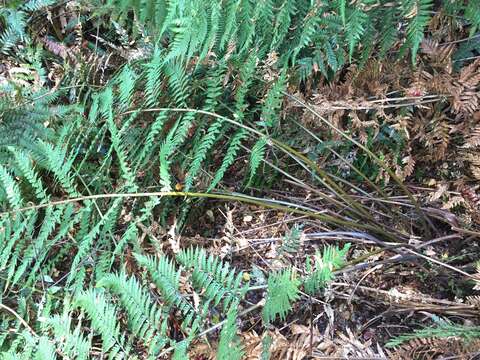 Image of Dicksonia lanata subsp. lanata