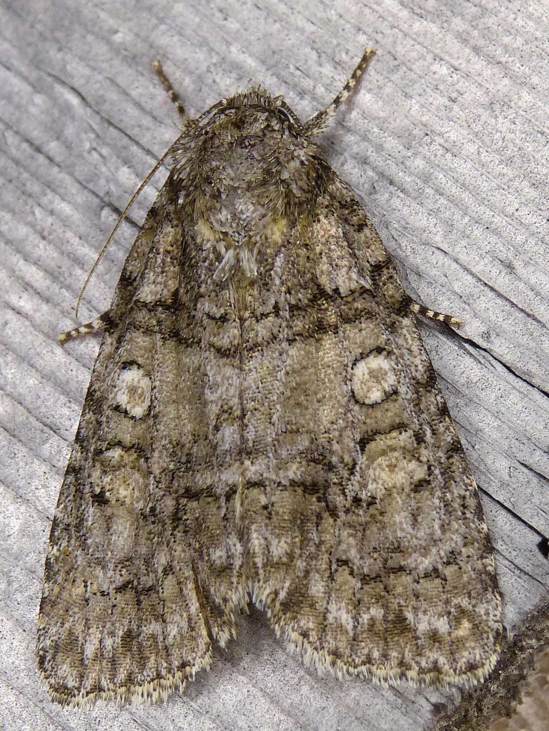 Image of Raspberry Bud Dagger Moth