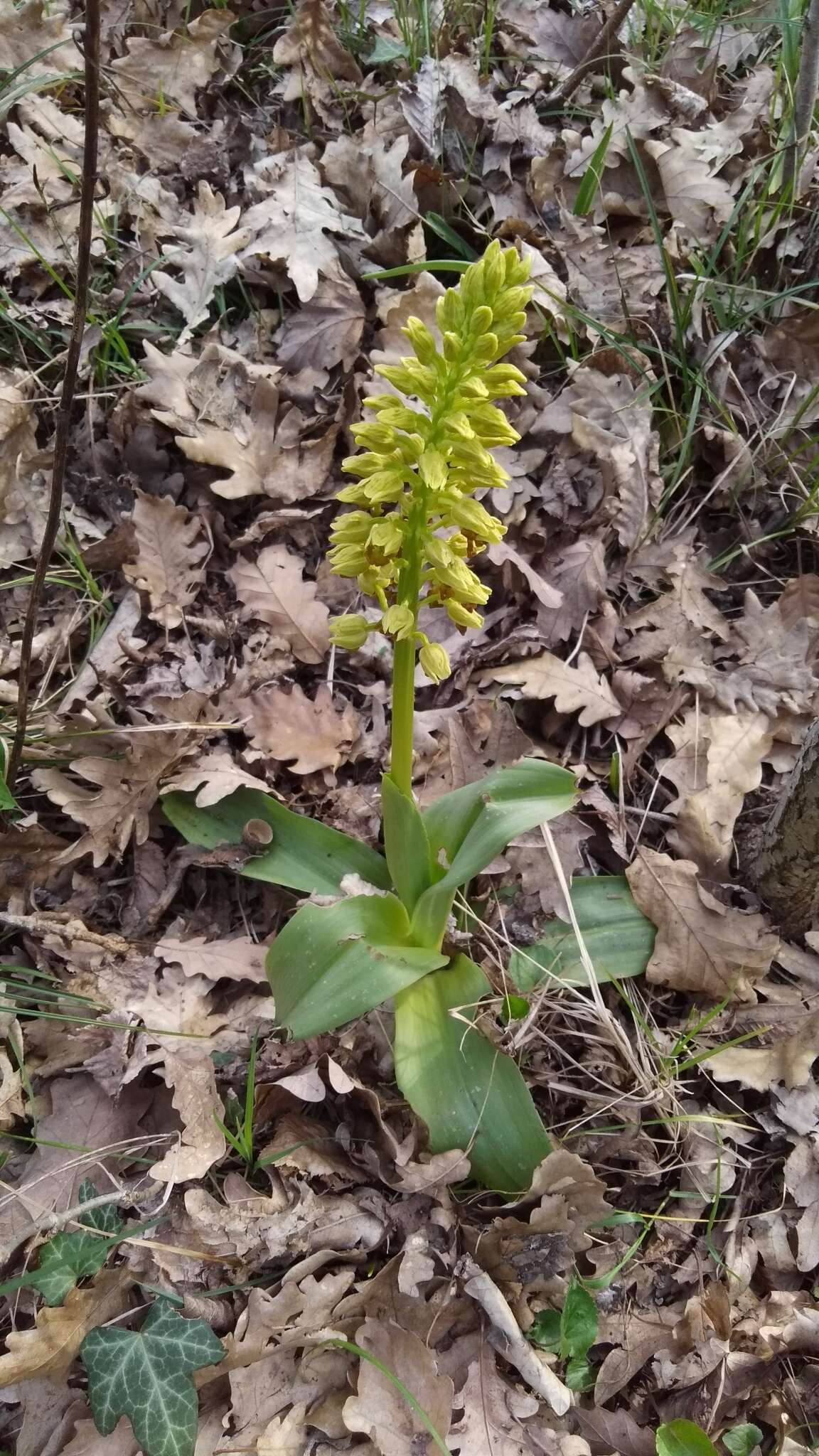 Image of Small-dotted Orchis