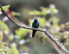 Image of Purple-throated Sunangel