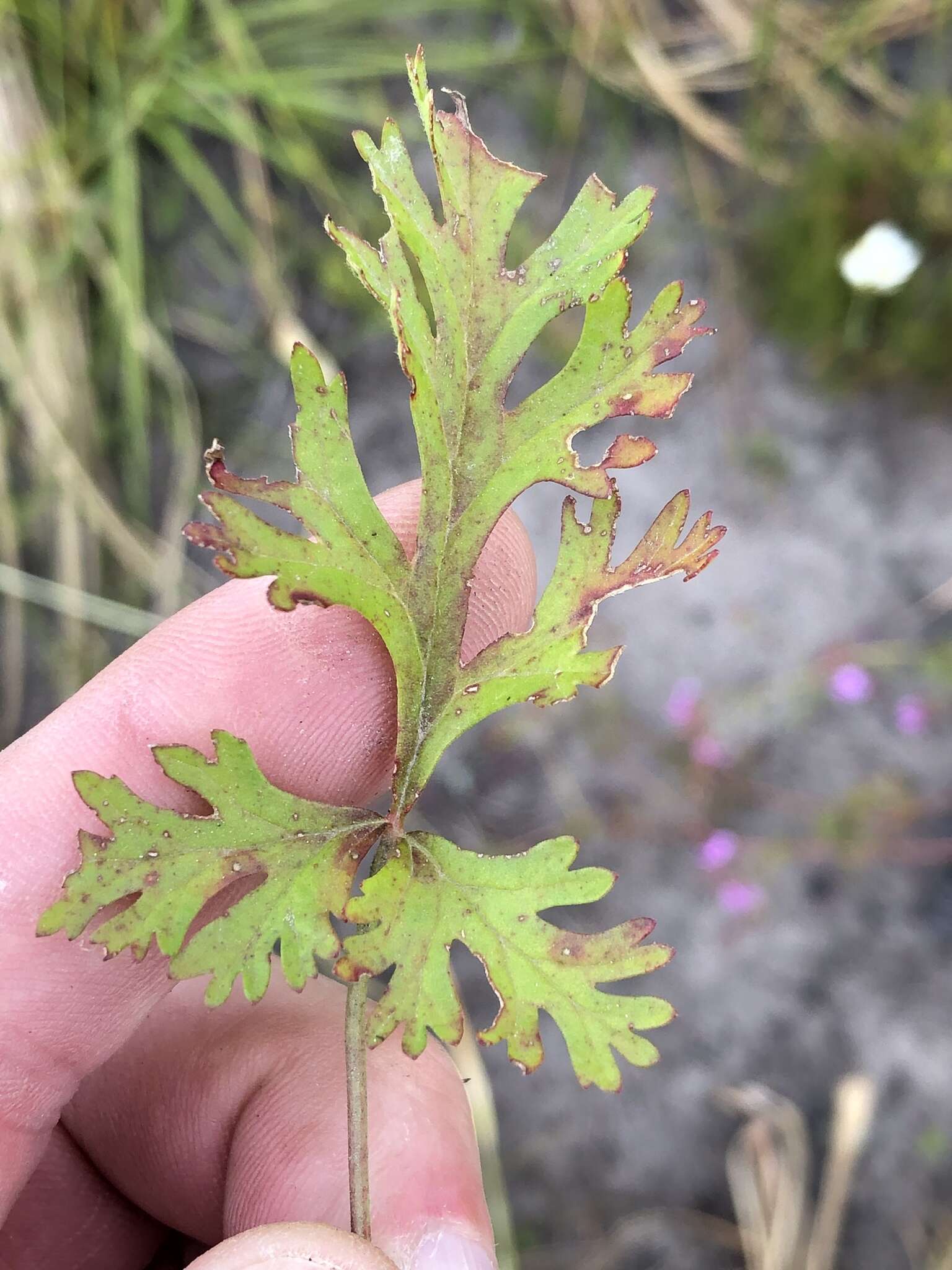 Image of Pelargonium multicaule Jacq.