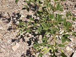 Image of redwhisker clammyweed