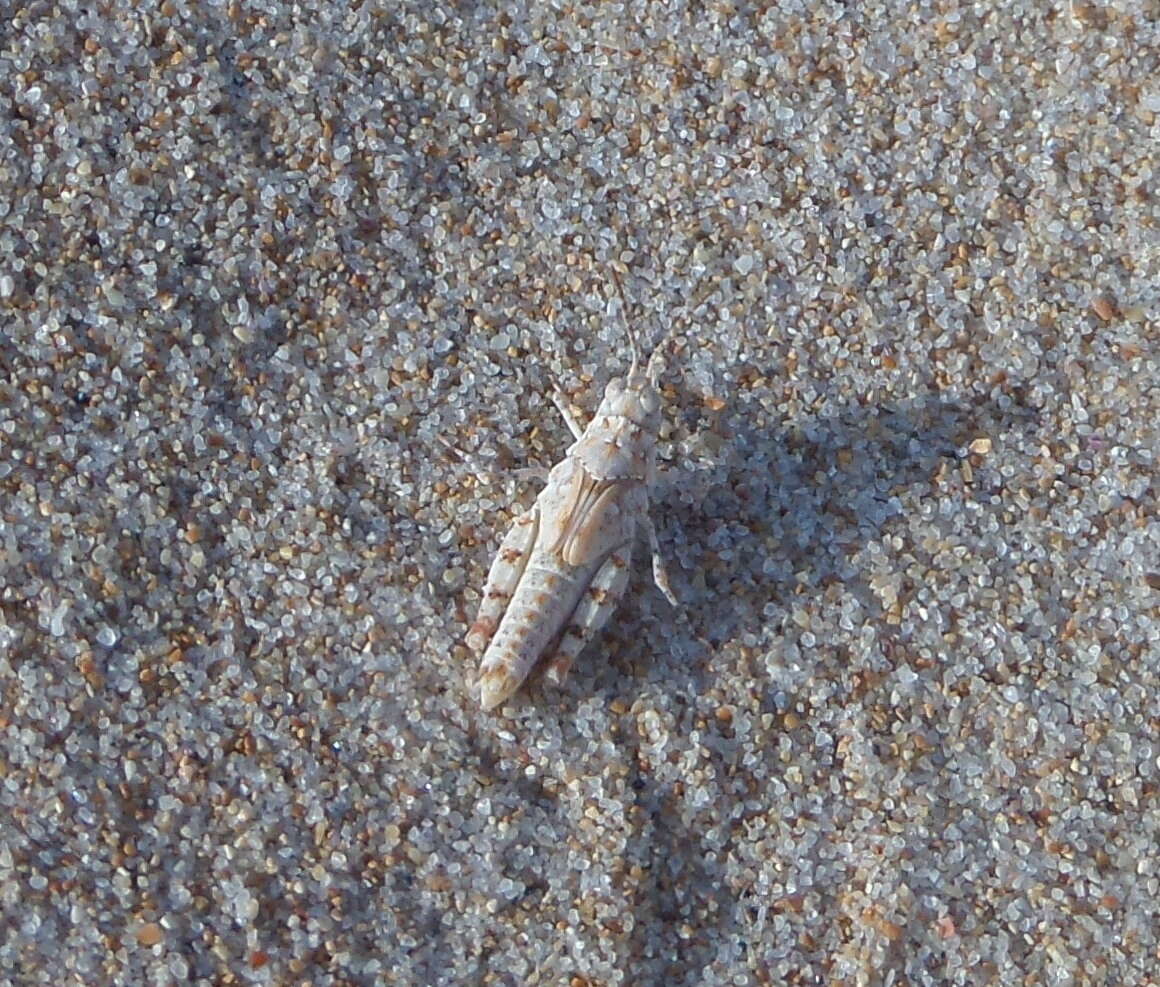 Image of Algarve Sand Grasshopper