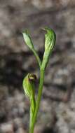 Pterostylis corpulenta的圖片