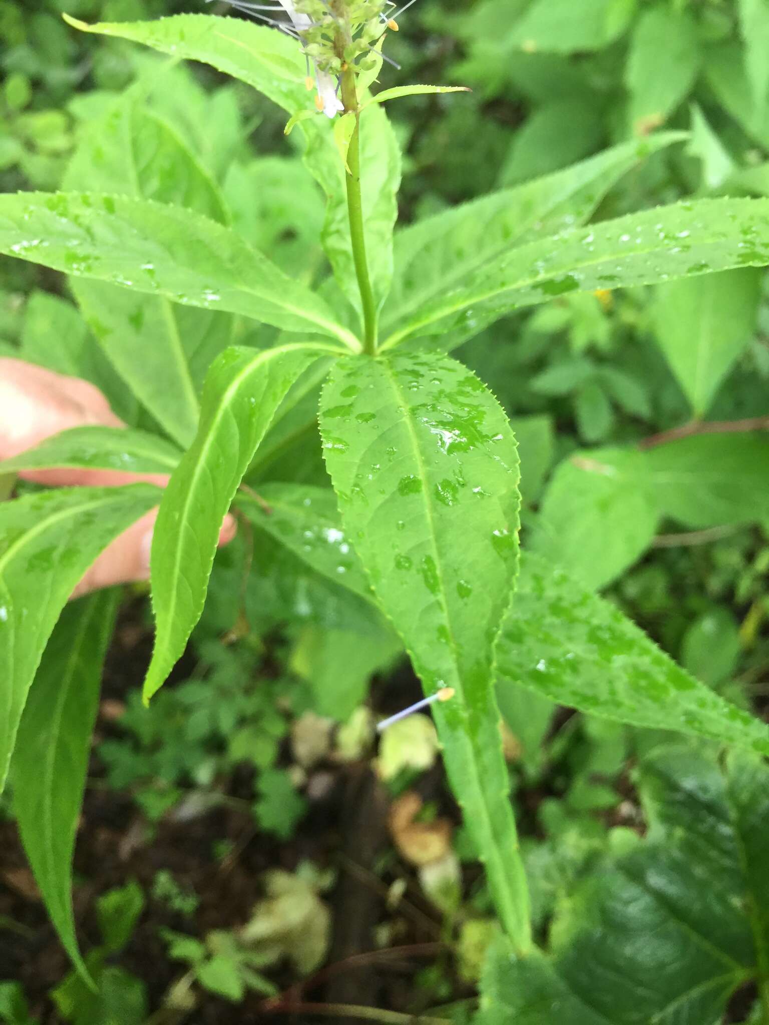 Image of Veronicastrum japonicum (Nakai) T. Yamazaki