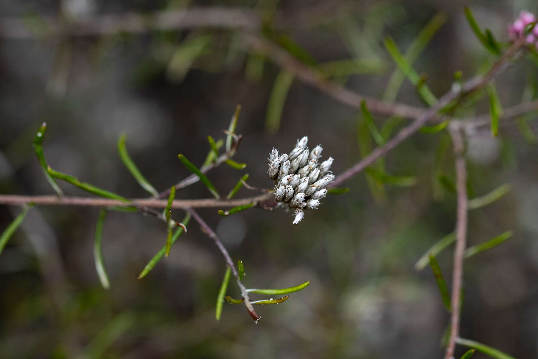 Image of Metalasia tenuifolia DC.