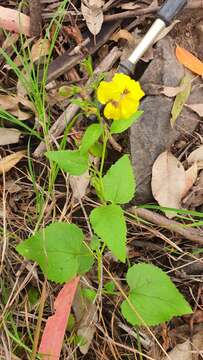 Image of Goodenia grandiflora Sims