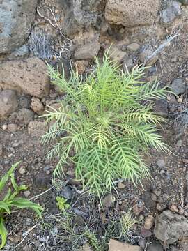 Image of Sonchus arboreus Sw. ex DC.