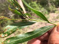 Image of Acacia neriifolia A. Cunn. ex Benth.