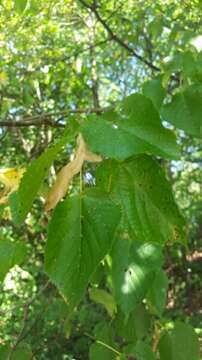 Imagem de Tilia platyphyllos Scop.