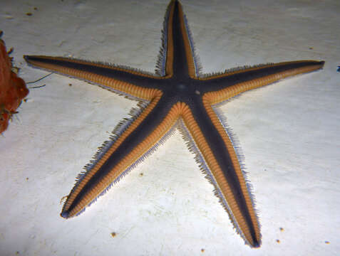 Image of Astropecten articulatus (Say 1825)