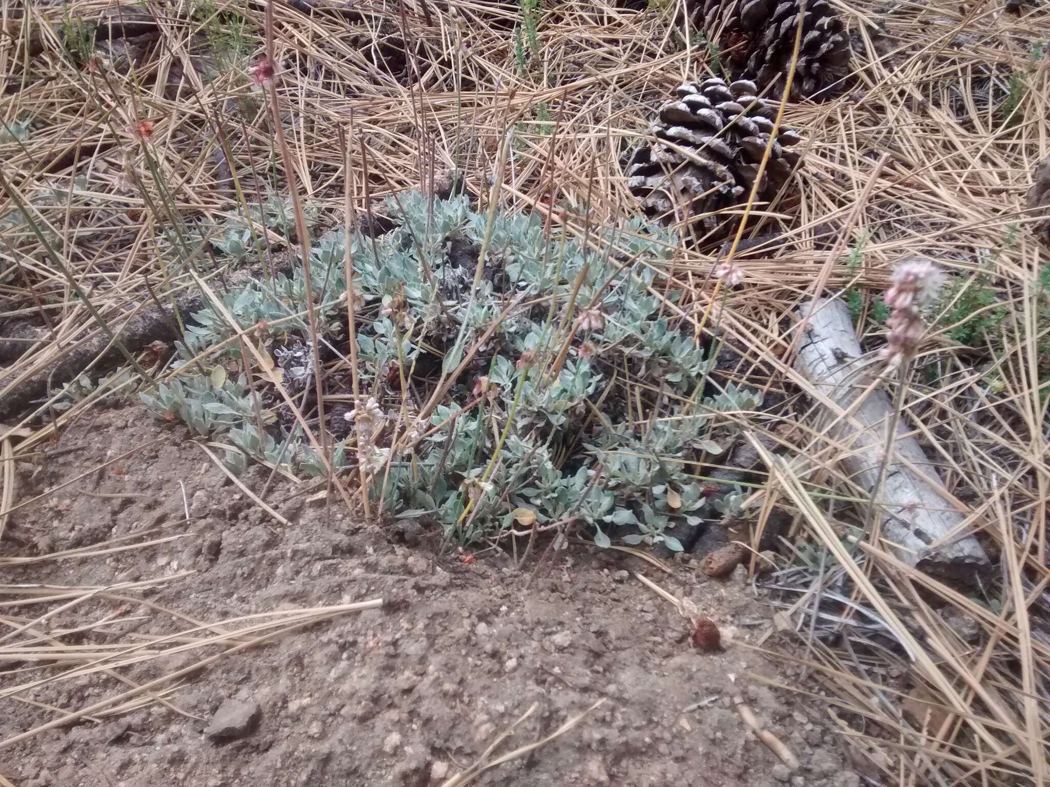 Image of Eriogonum wrightii var. oresbium J. L. Reveal