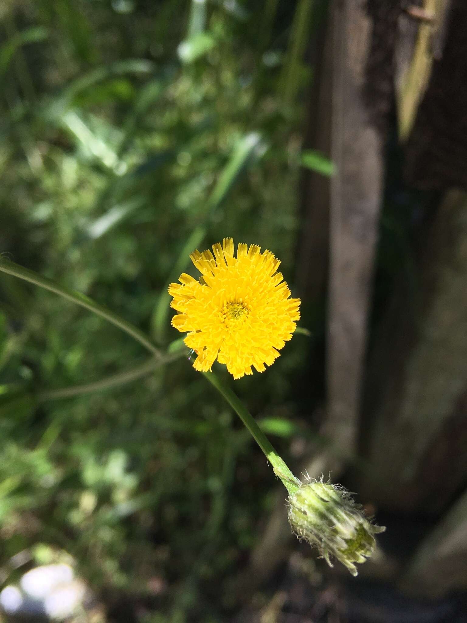 صورة Hypochaeris chillensis (Kunth) Britt.