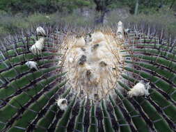 Image of Cactus