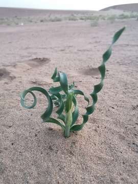 Image de Pancratium tortuosum Herb.