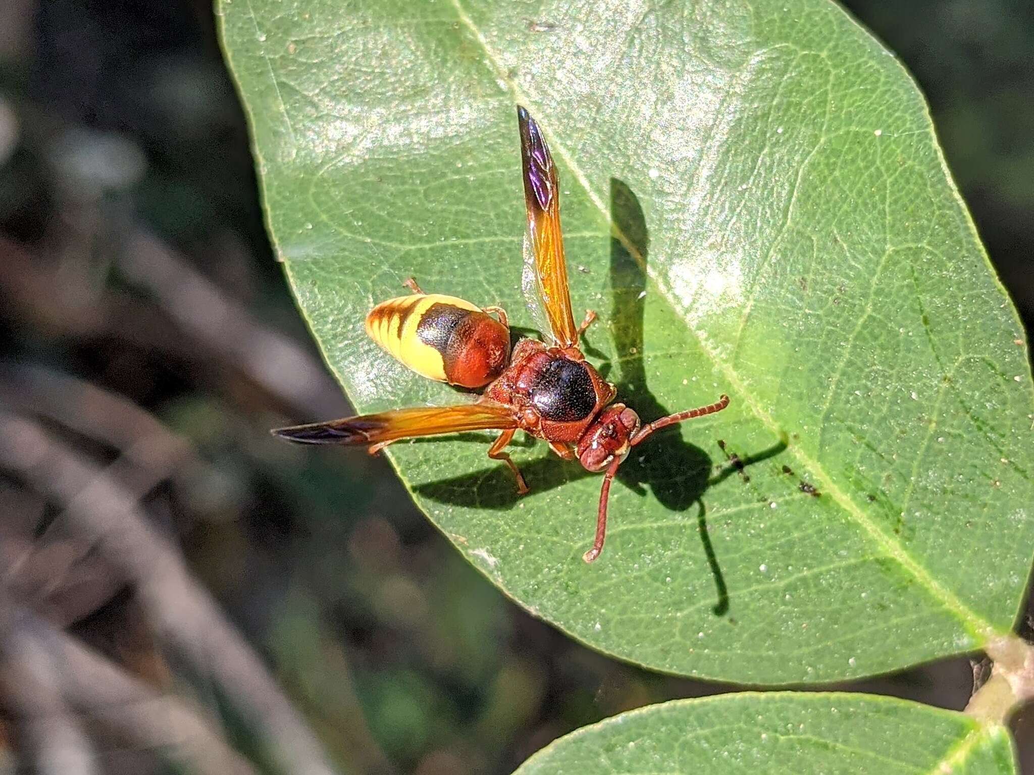 Image of Rhynchium oculatum oculatum