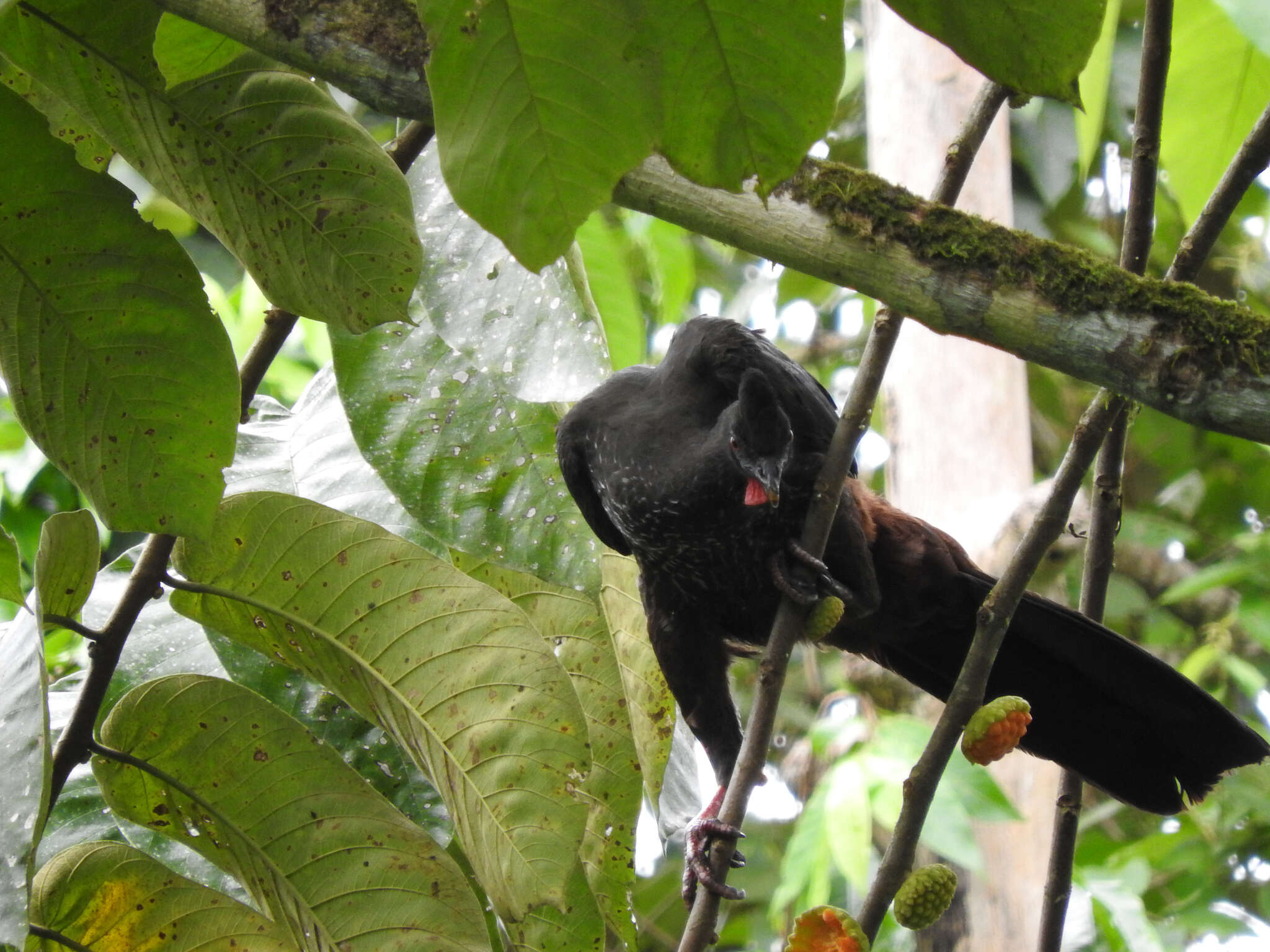 Image of Crested Guan