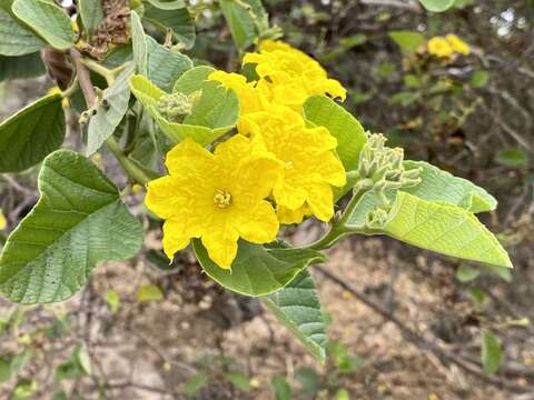 صورة Cordia lutea Lam.