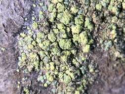 Lecanora epanora (Ach.) Ach. resmi