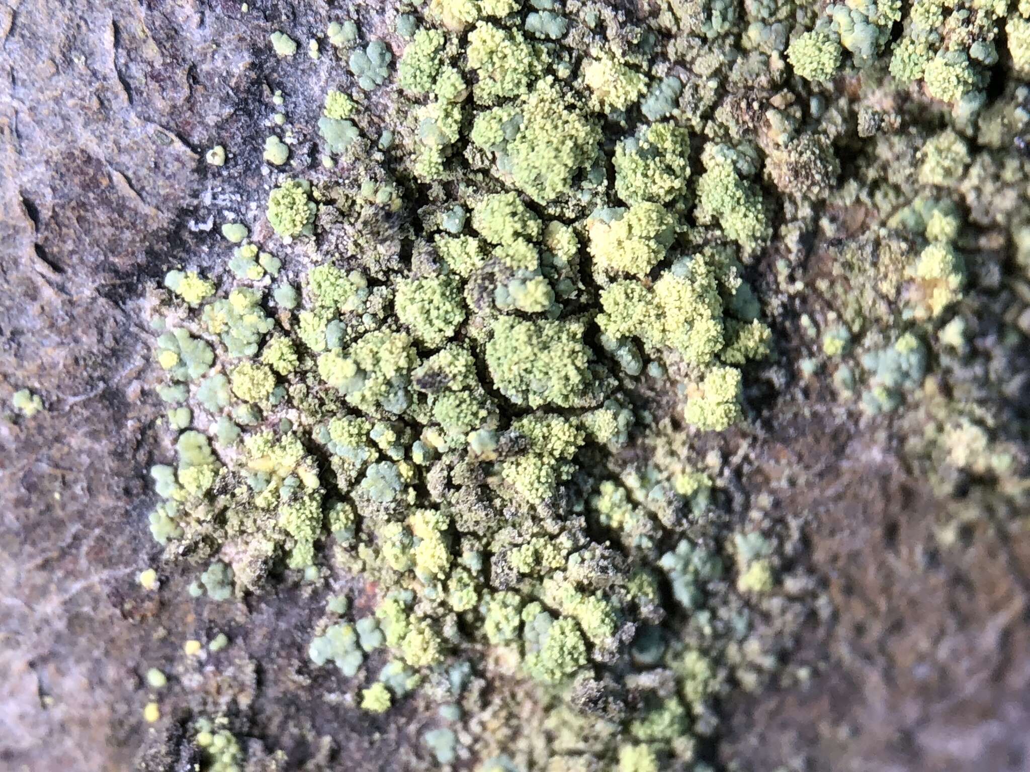 Image of rim lichen