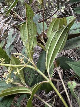 Image of Miconia theizans (Bonpl.) Cogn.