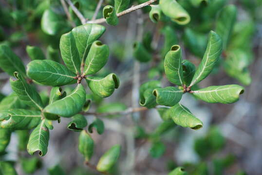 Image of scrub oak