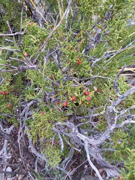 Image de Juniperus pinchotii Sudw.