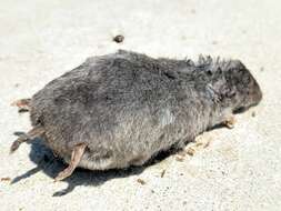 Image of Elliot's Short-tailed Shrew