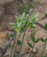 Plancia ëd Onobrychis crista-galli (L.) Lam.