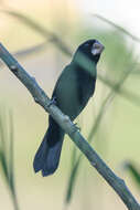 Image of Nicaraguan Seed Finch