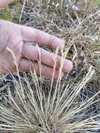 Image de Festuca pulchra Schur