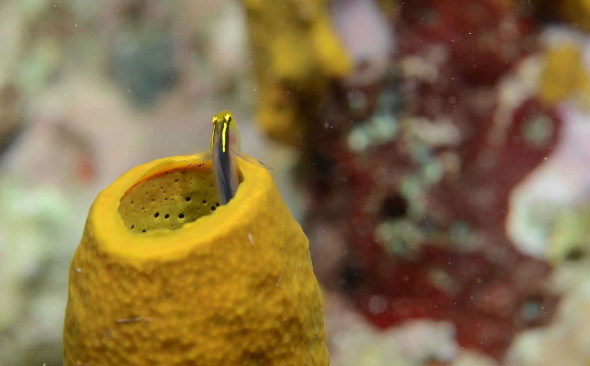 Image of Shortstripe Goby